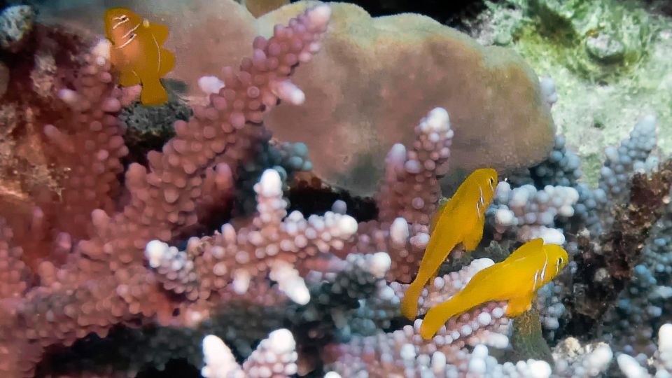 Gobiodon citrinus, uno de los “gobios coral”